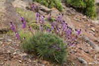Erysimum scoparium (Trýzel)