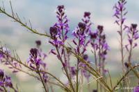 Erysimum scoparium (Trýzel)