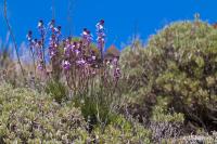 Erysimum scoparium (Trýzel)