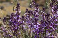 Erysimum scoparium (Trýzel)