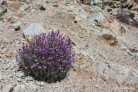 Erysimum scoparium (Trýzel)