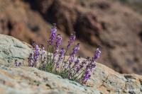 Erysimum scoparium (Trýzel)