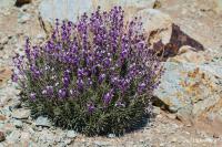 Erysimum scoparium (Trýzel)