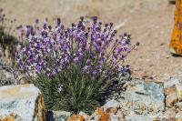 Erysimum scoparium (Trýzel)