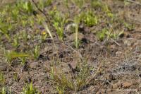 Achnatherum capense (Osinatec)