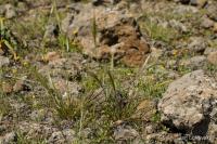 Achnatherum capense (Osinatec)