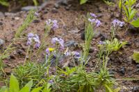 Erysimum bicolor (Trýzel)