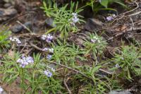 Erysimum bicolor (Trýzel)