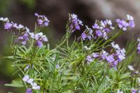 Erysimum bicolor (Trýzel)