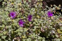Pericallis lanata (Pericallis)