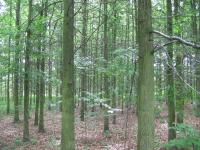 Quercus palustris (Dub bahenní)