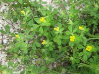 Štírovník jednoletý