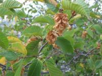 Habrovec habrolistý