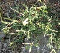 Argyrolobium zanonii (Argyrolobium)