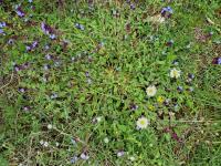 Anchusella cretica (Pilát krétský)