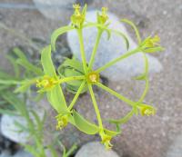 Euphorbia baetica (Pryšec)