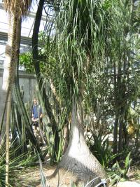 Beaucarnea recurvata (Bokarnea tlustokmenná)