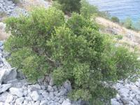 Phillyrea latifolia (Jamovec širokolistý)