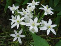 Ornithogalum (Snědek)