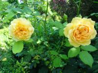 Rosa (Růže 'Golden Celebration')