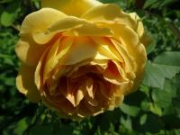 Rosa (Růže 'Golden Celebration')