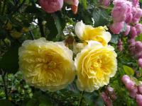 Rosa (Růže 'The Pilgrim' - Anglické růže)