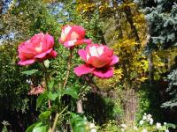 Rosa (Růže 'Kronenbourg' - Velkokvěté růže)