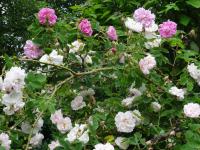 Rosa x damascena (Růže damascénská 'Versicolor')