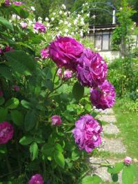 Rosa gallica (Růže galská 'Belle de Crecy')