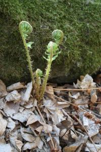 Dryopteris filix-mas (Kapraď samec)