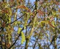 Juglans regia (Ořešák královský)