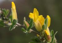 Cytisus ratisbonensis (Čilimník řezenský)