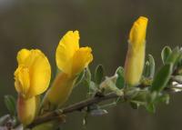 Cytisus ratisbonensis (Čilimník řezenský)