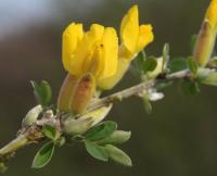Cytisus ratisbonensis (Čilimník řezenský)