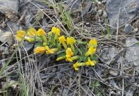 Cytisus ratisbonensis (Čilimník řezenský)