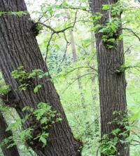 Ulmus laevis (Jilm vaz)