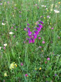 Gladiolus imbricatus (Mečík střechovitý)