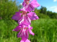 Gladiolus imbricatus (Mečík střechovitý)