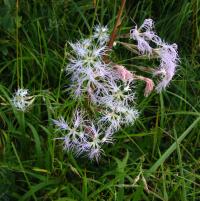 Dianthus superbus (Hvozdík pyšný)