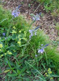 Veronica gentianoides (Rozrazil hořcovitý)