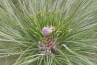 Pinus canariensis (Borovice kanárská)