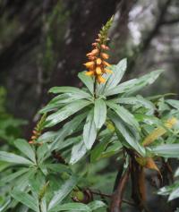 Isoplexis canariensis (Náprstníkovec kanárský)