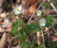 Isopyrum thalictroides (Zapalice žluťuchovitá)