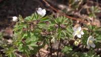 Isopyrum thalictroides (Zapalice žluťuchovitá)
