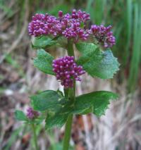 Havez česnáčková