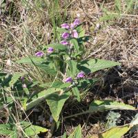 Phlomis pungens (Sápa)