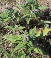 Phlomis pungens (Sápa)