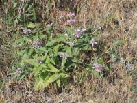 Phlomis pungens (Sápa)
