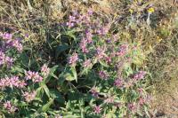 Phlomis pungens (Sápa)