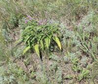 Phlomis pungens (Sápa)